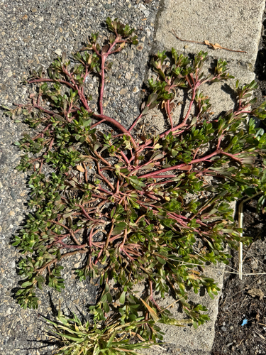 Common Purslane