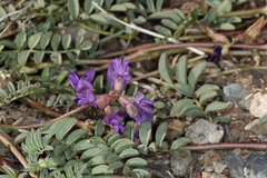 Astragalus inyoensis