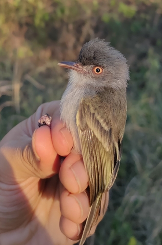 Pearly-vented Tody-Tyrant