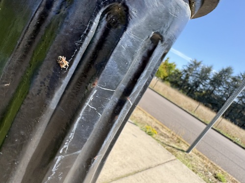Bold Jumping Spider