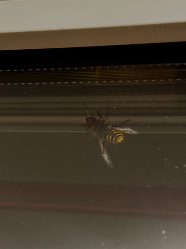European Hornet
