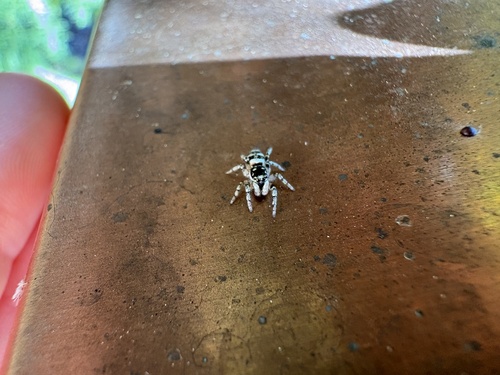 Zebra Jumping Spider