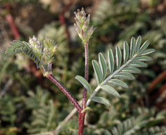 Astragalus inyoensis