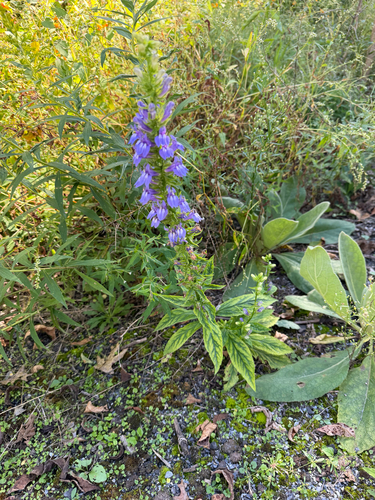 great blue lobelia