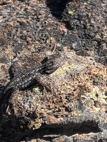 Western Fence Lizard