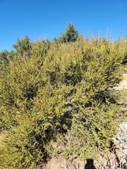 Adenostoma fasciculatum, photograph (c) Mary Lata, some rights reserved (CC BY)
