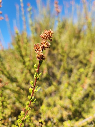 Adenostoma fasciculatum, photograph 3
