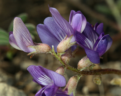 Astragalus inyoensis