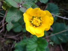 Geum sylvaticum