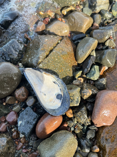 Blue Mussel