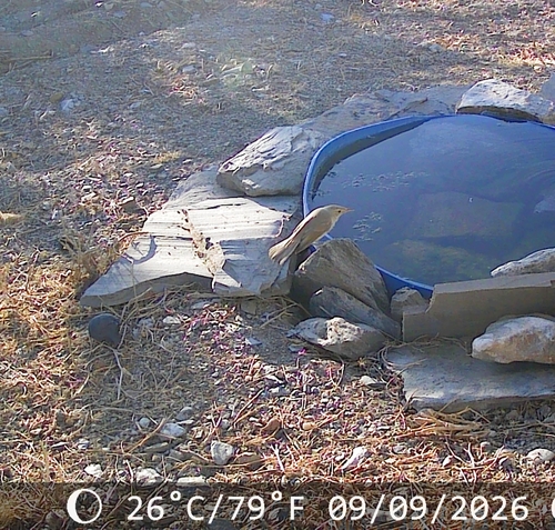 iNaturalist image
