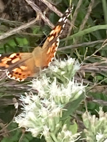 Painted Lady