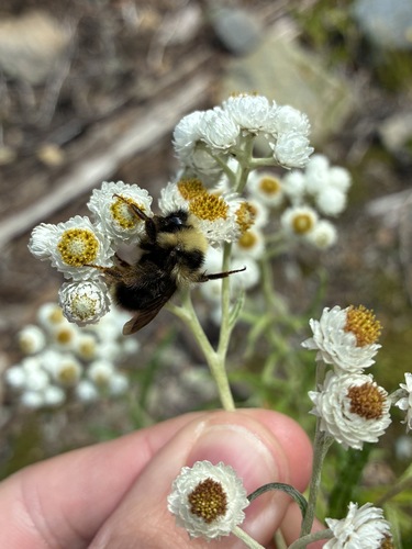 Yellowish Cuckoo Bumble bee