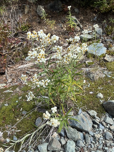 pearly everlasting