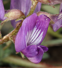 Astragalus inyoensis