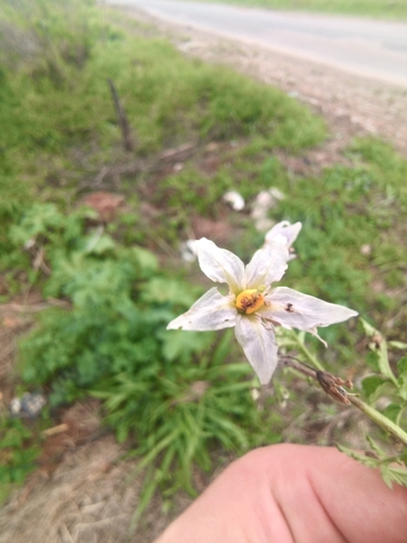 Solanum commersonii