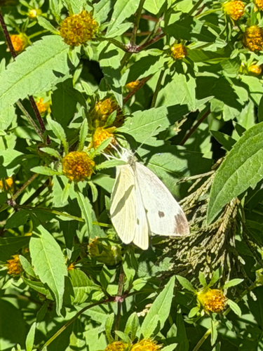 Small White