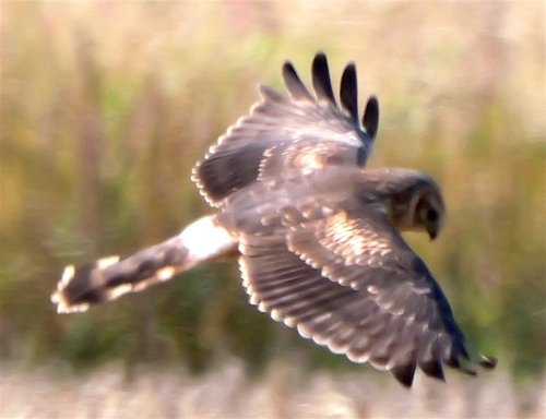 Hen Harrier