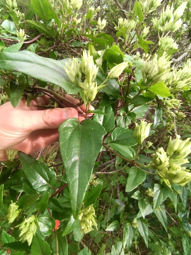 Mikania involucrata