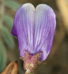 Astragalus inyoensis