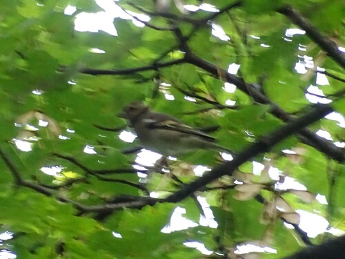 Common Chaffinch