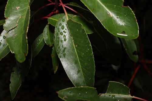 Arbutus arizonica, photograph 4