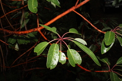 Arbutus arizonica, photograph (c) Rodolfo Maximiliano Gutiérrez-Sánchez, some rights reserved (CC BY)