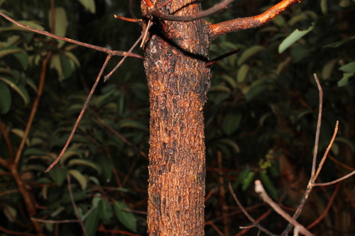 Arbutus arizonica, photograph 6