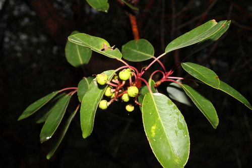 Arbutus arizonica, photograph 5