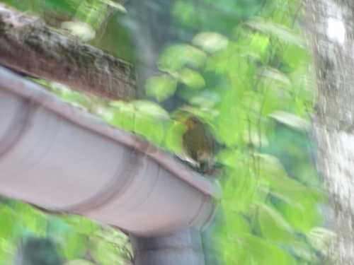 European Robin