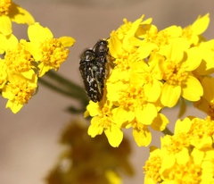Acmaeodera retifera