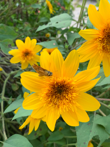 Fiery Skipper