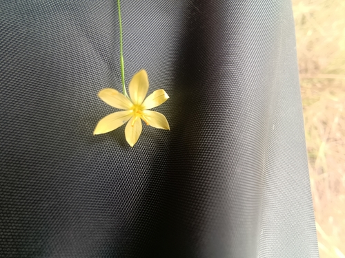Sisyrinchium vaginatum