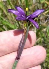 Sisyrinchium hitchcockii