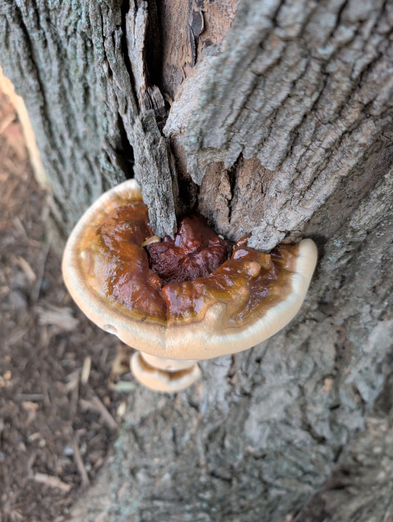 Ganoderma sessile · September 2026 · photo: Photo: no rights reserved · iNaturalist
