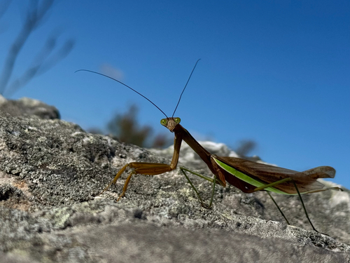 Chinese Mantis