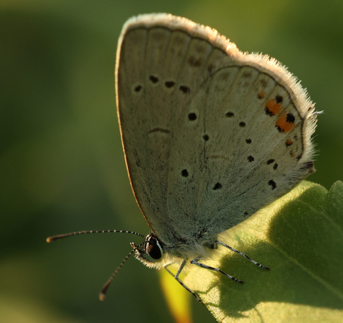 Short-tailed Blue