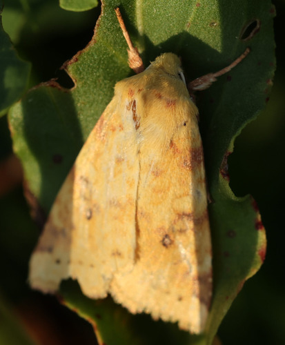 The Sallow
