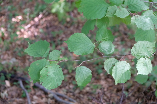 common hazel