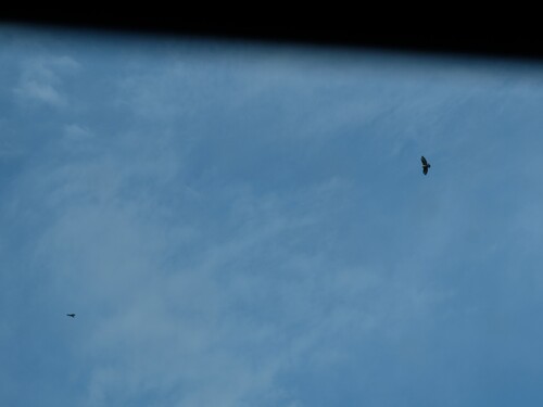 Common Buzzard