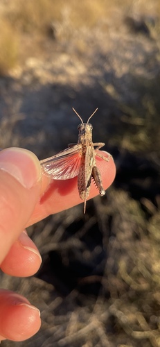 Iberian Crested Grasshopper