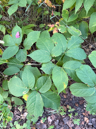 wild sarsaparilla