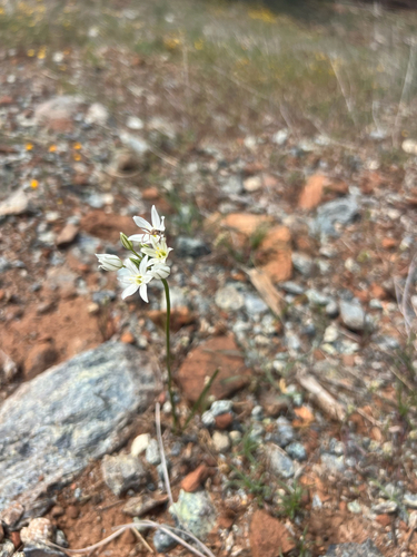 Triteleia hyacinthina, photograph 1