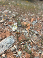 Triteleia hyacinthina