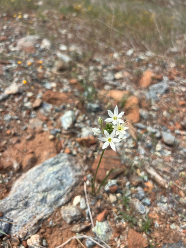Triteleia hyacinthina, photograph 2