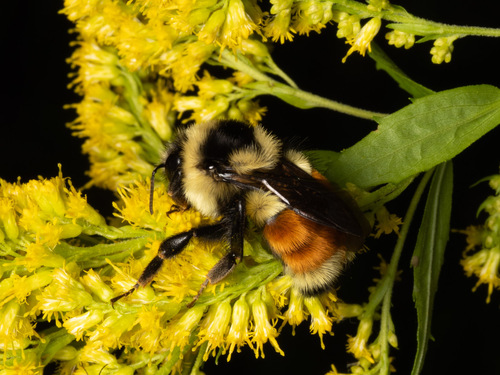 Tricolored Bumble Bee
