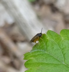 Caulocampus acericaulis