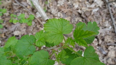 Caulocampus acericaulis