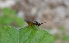 Caulocampus acericaulis