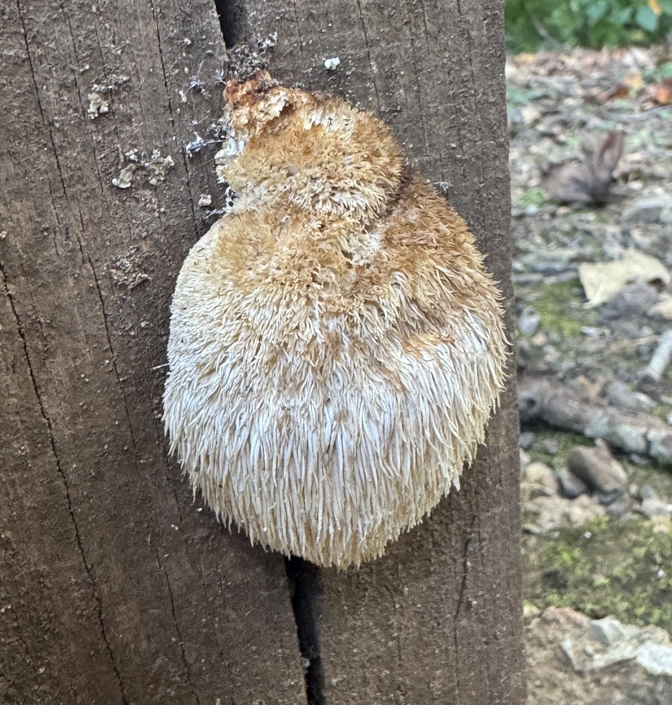lion's-mane mushroom · September 2026 · photo: Photo: (c) Jacob Weston, some rights reserved (CC BY) · iNaturalist